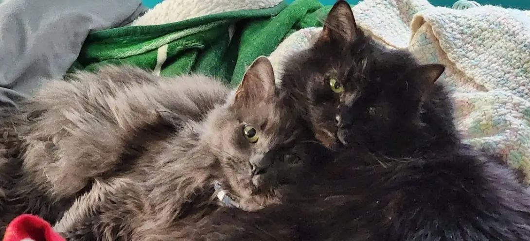 Two cats, Meeno and Kaatje, sitting together