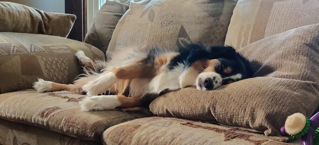 Boost, a friendly dog